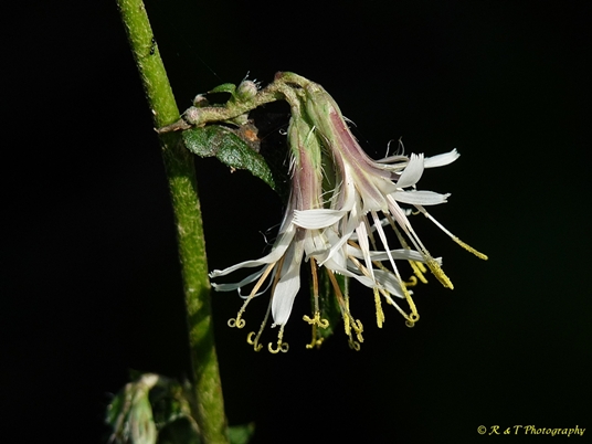 {Nabalus barbatus}